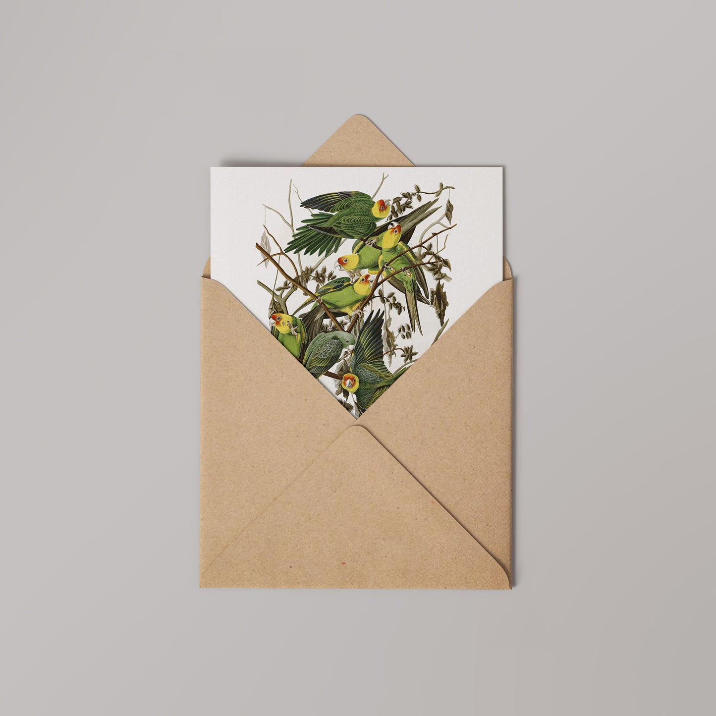 Parrot Natural History 14x14cm Greetings card (Blank Inside)