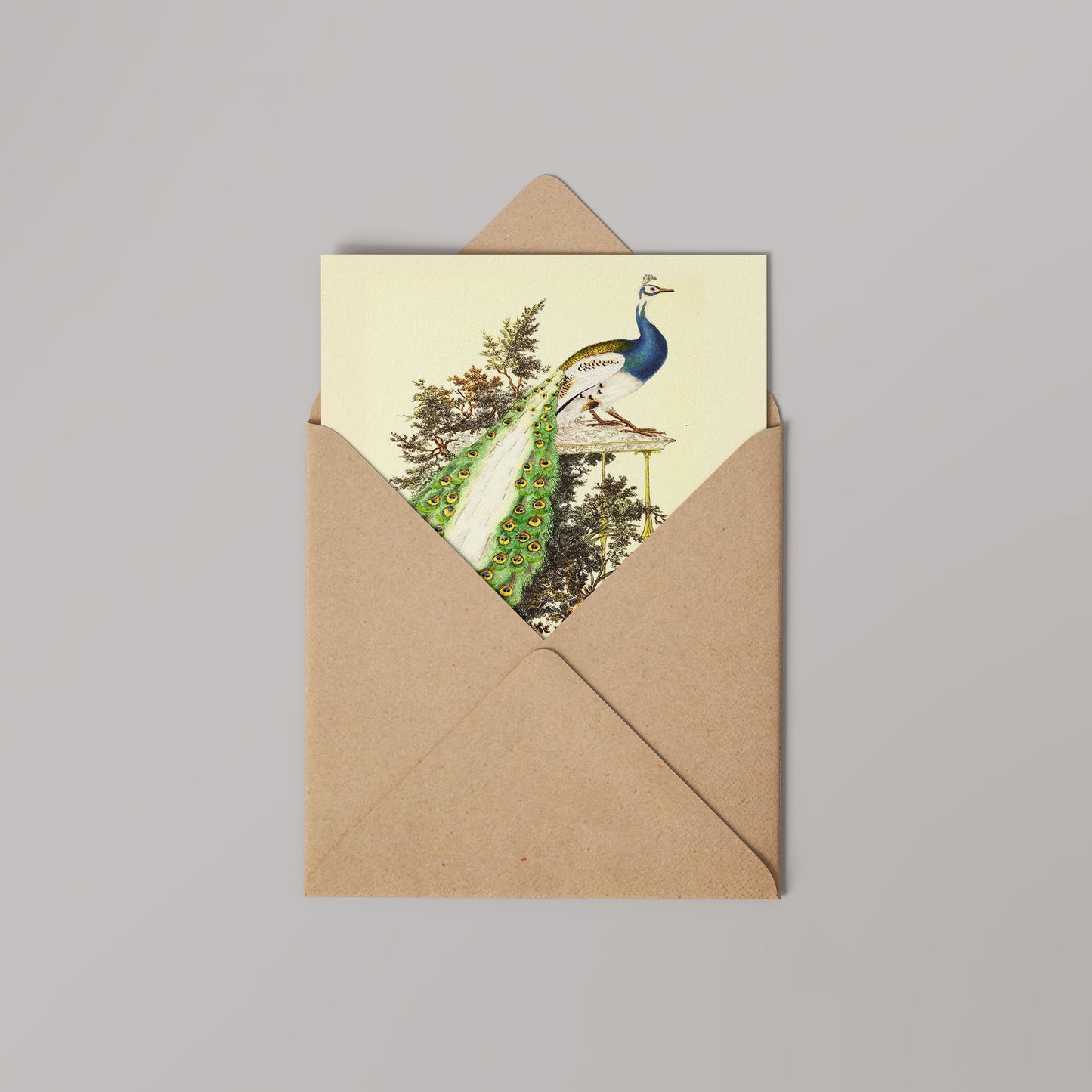 Peacock Natural History 14x14cm Greetings card (Blank Inside)