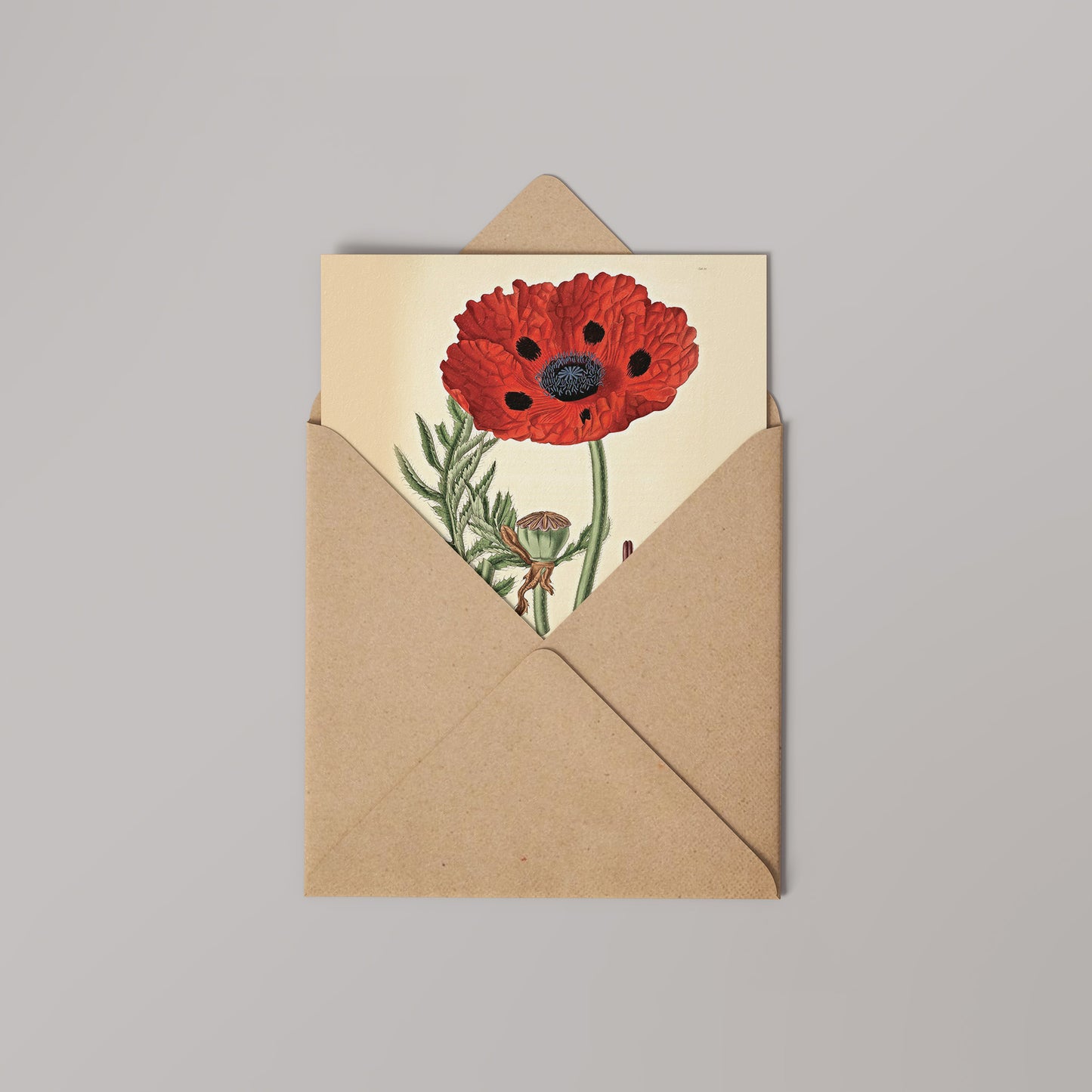 Poppy Natural History 14x14cm Greetings card (Blank Inside)