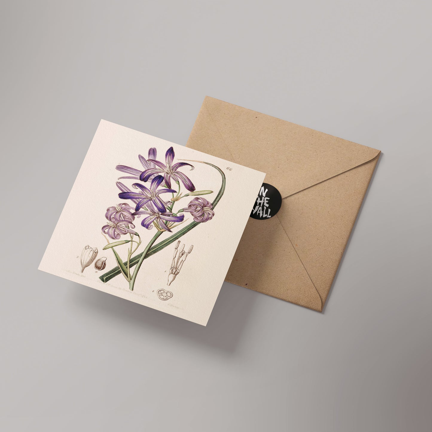 Lily Natural History 14x14cm Greetings card (Blank Inside)