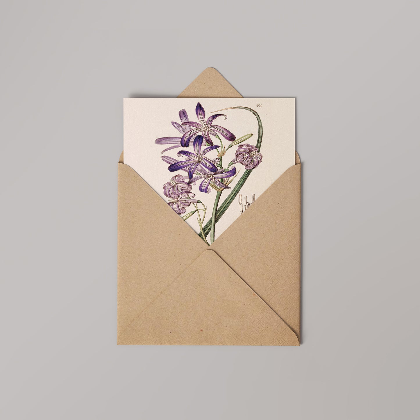 Lily Natural History 14x14cm Greetings card (Blank Inside)