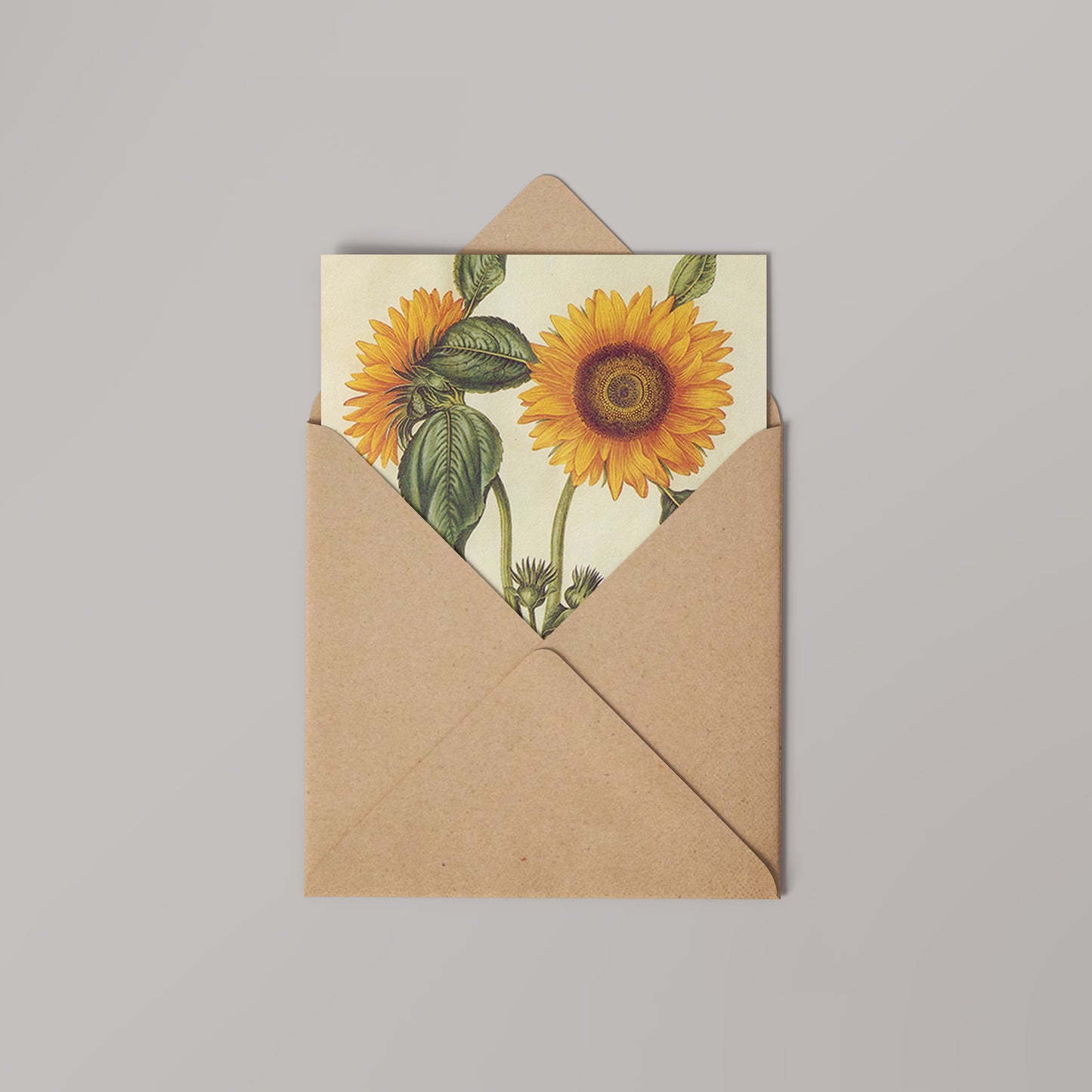 Sunflowers Natural History 14x14cm Greetings Card