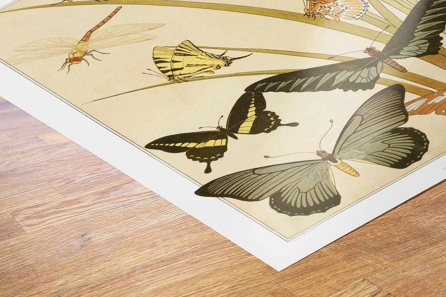 Botanical 50x70cm Art Print Papillons from animal dans la dŽcoration (1897) illustrated by Maurice Pillard Verneuil.