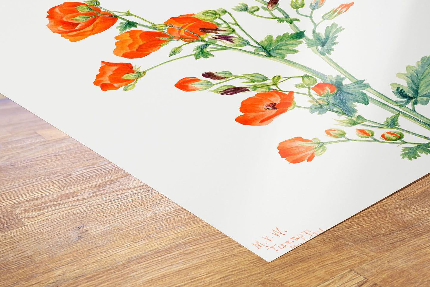 Botanical 50x70cm Art Print Scarlet Globe Mallow (Sphaeralcea grossulariaefolia) (1927) by Mary Vaux Walcott.