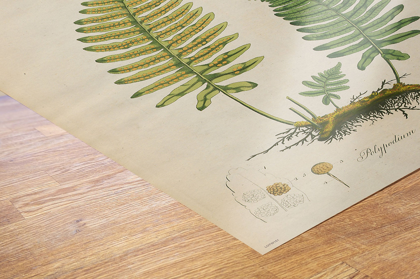 Polypodium Vulgare Fern Natural History 50x70cm Art Poster Print