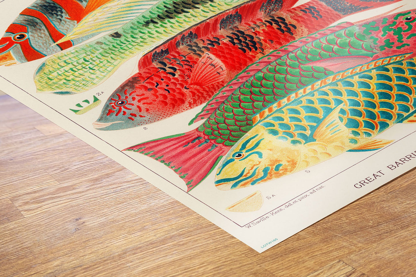 Great Barrier Reef 50x70cm Art Print Poster