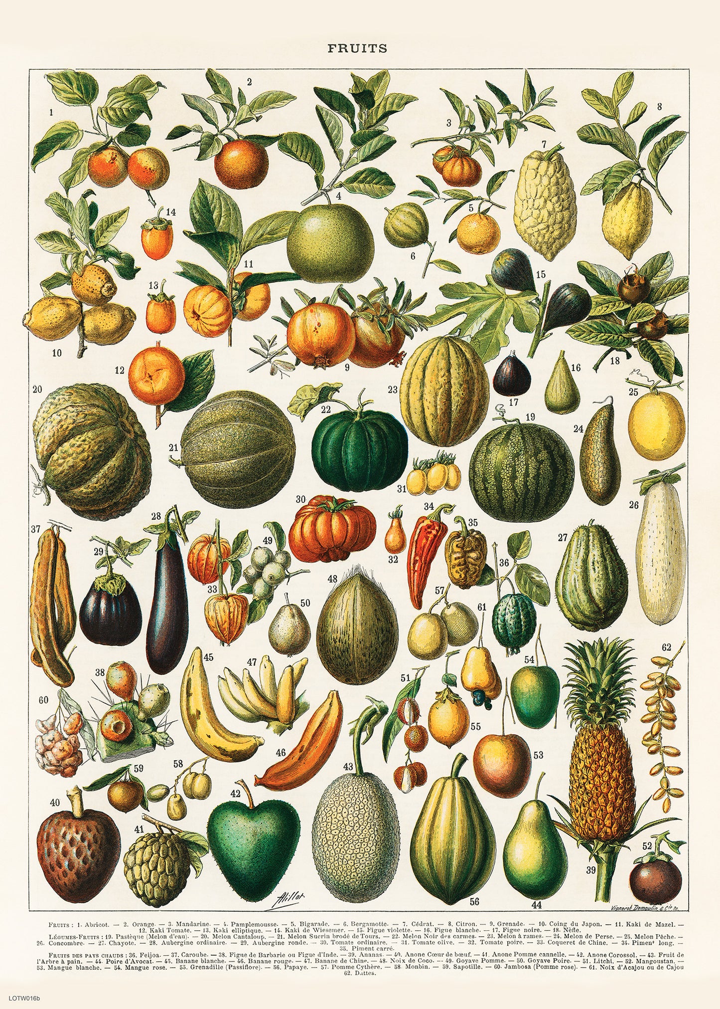 Illustration of Fruit is a drawing by Adolphe Philippe Millot