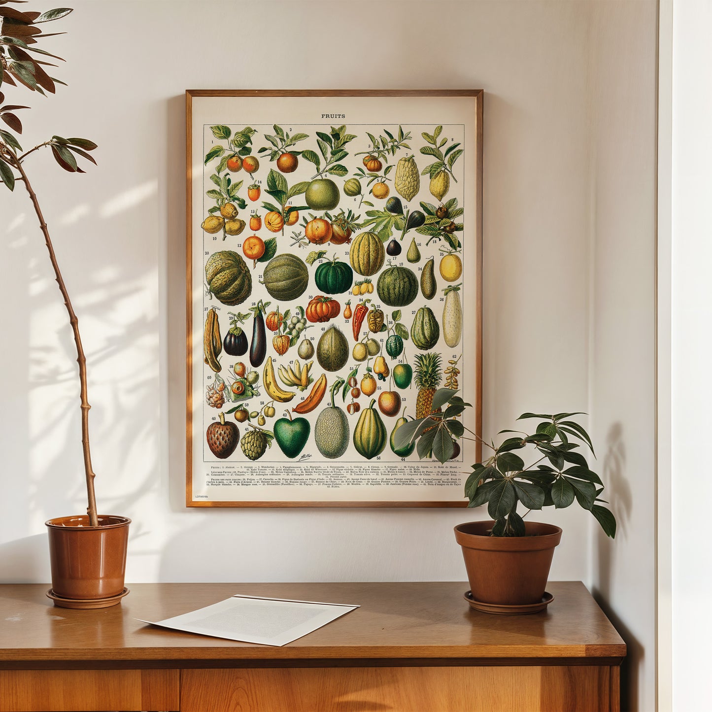 Illustration of Fruit is a drawing by Adolphe Philippe Millot