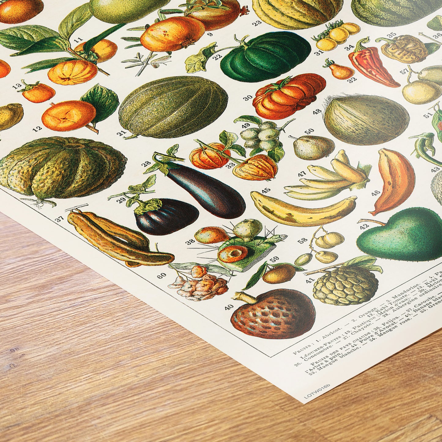 Illustration of Fruit is a drawing by Adolphe Philippe Millot