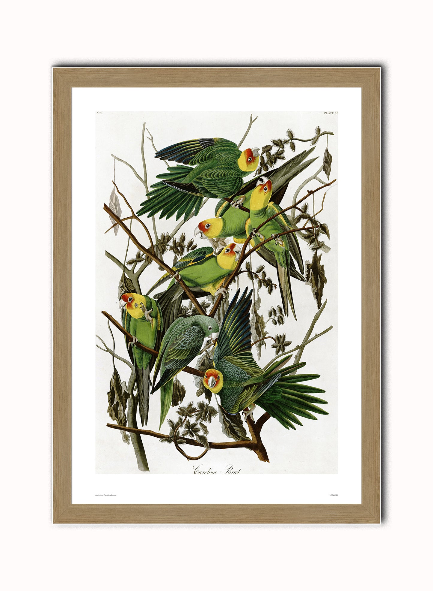 Natural History, Vintage Illustrated Field Audubon Carolina Parrot, Animals Bird Art Print Poster Vintage Poster Wall Art Print 50x70cm Light Wood Frame