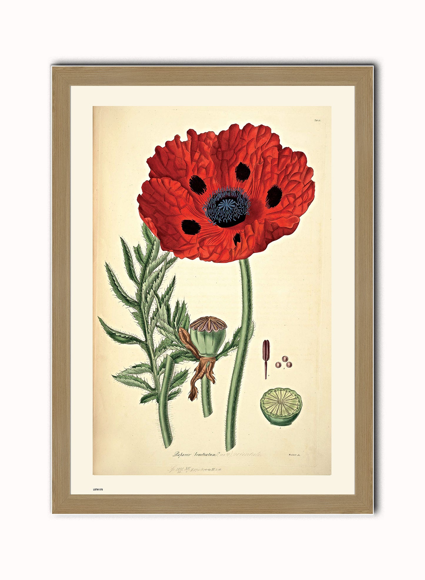 Natural History, Poppy, Illustrated Field Studies, Vintage flower, plant, floral Art Print Poster Botanical Wall Art Print 50x70cm Light Wood Frame