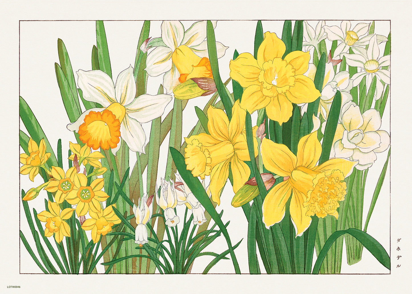Tanigami Konan Asian Narcissus Daffodils Flowers 50x70cm