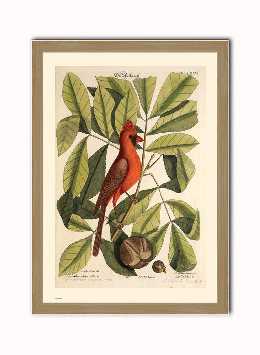 Botanical & Natural History Wall Art Set of 4 – Framed Vintage Prints 50x70cm