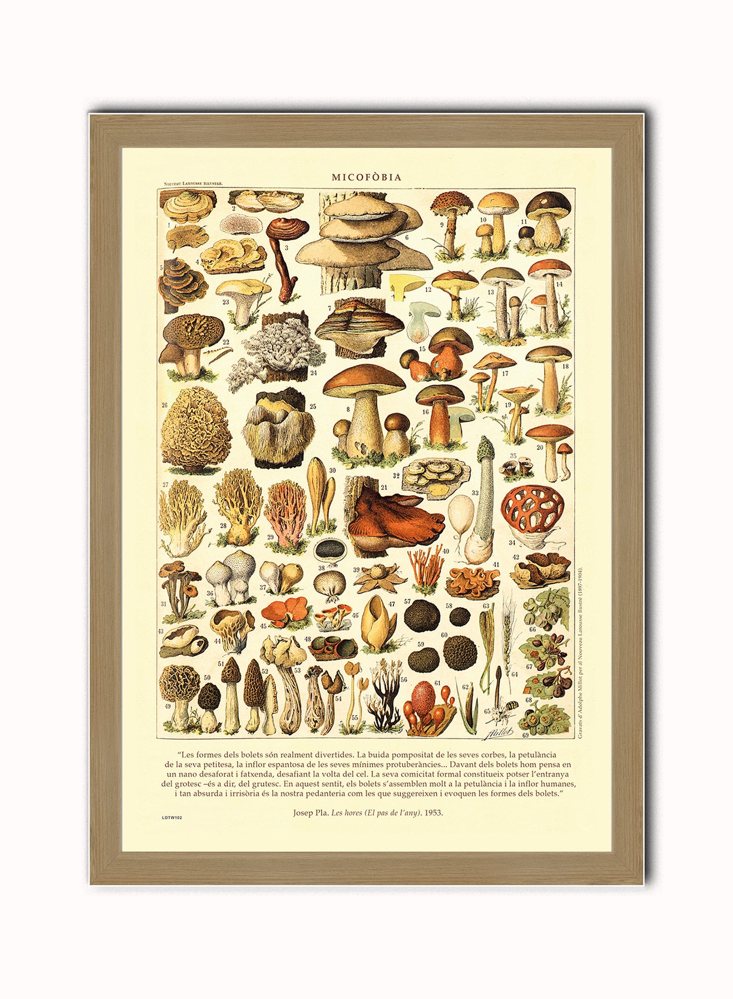 Mushrooms Natural History Vintage Art Wall Art Print 50x70cm Light Wood Frame