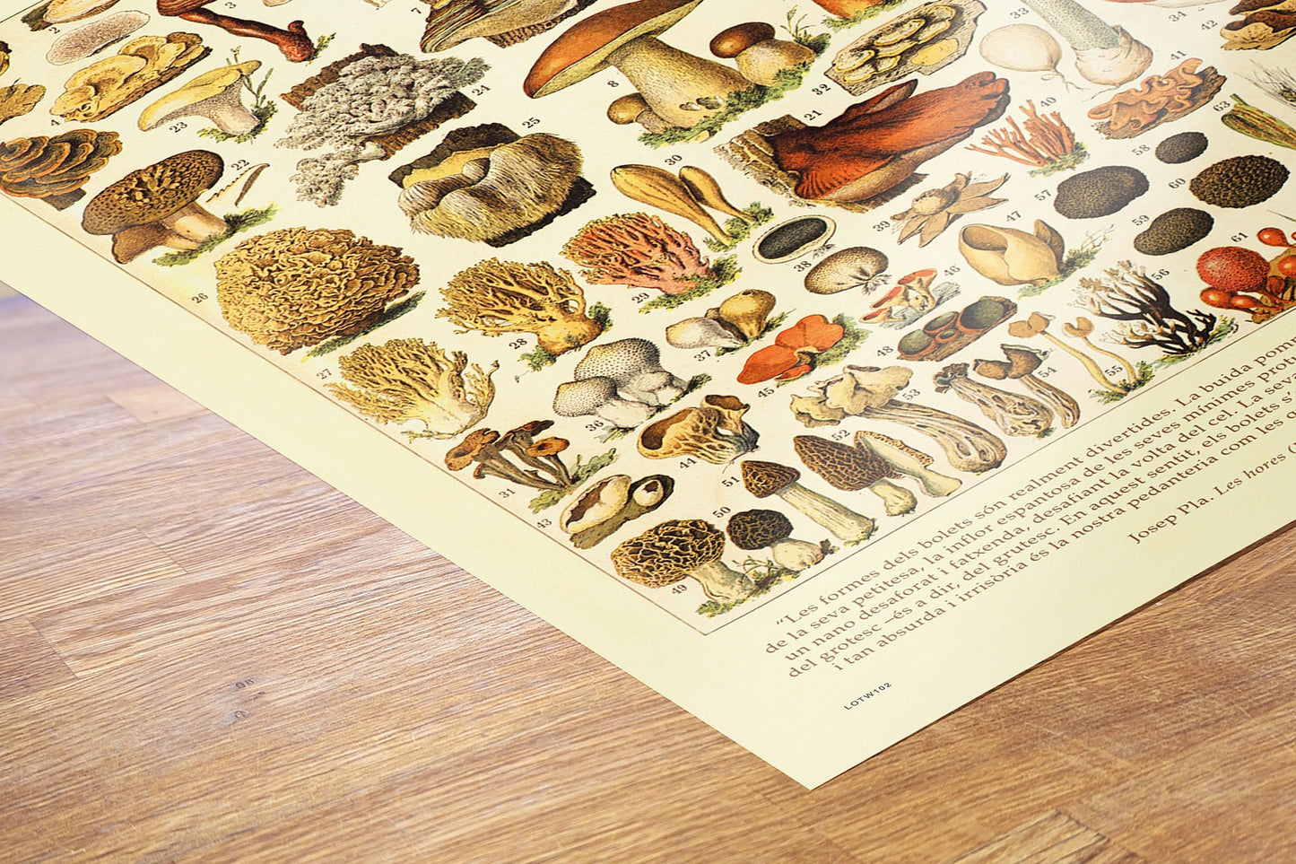 Mushrooms Natural History 50x70cm Art Print