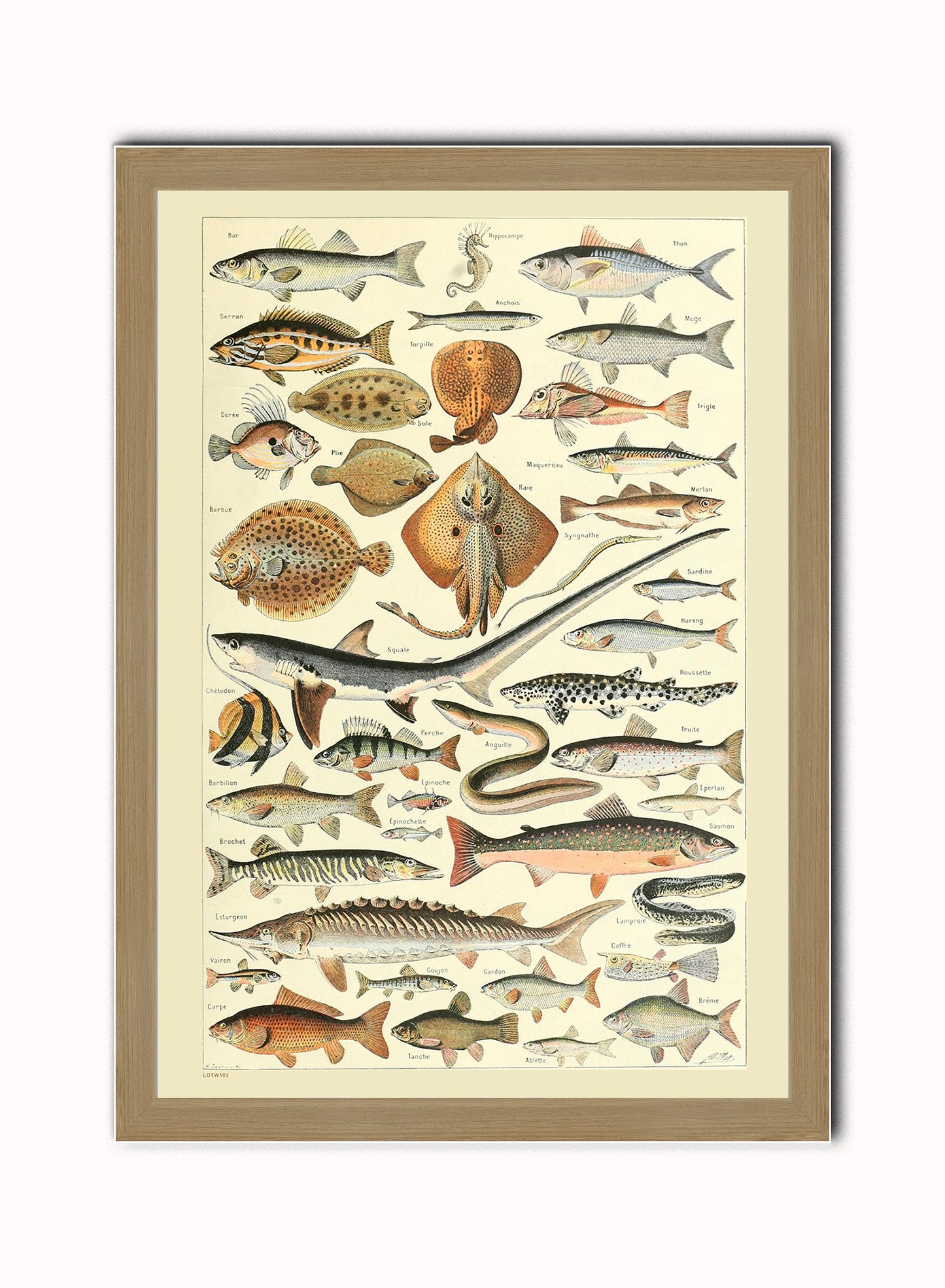 Fish Natural History Vintage Art Wall Art Print 50x70cm Light Wood Frame