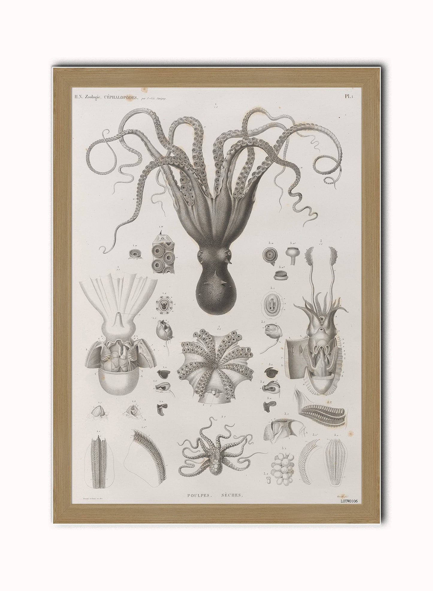 Octopus Natural History Vintage Art Wall Art Print 50x70cm Light Wood Frame