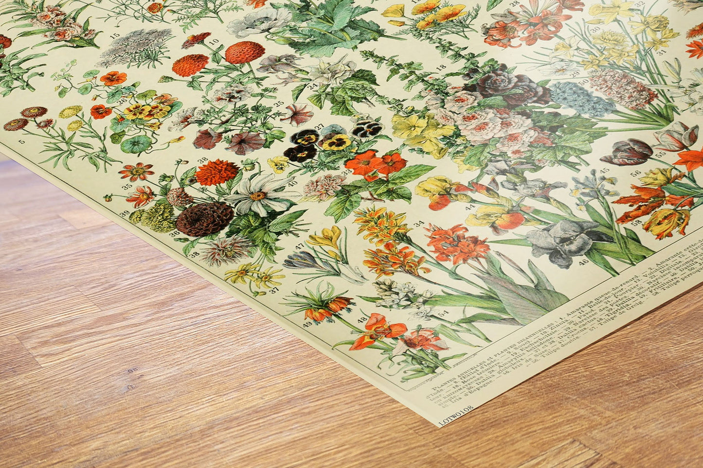 Flowers Natural History 50x70cm Art Print