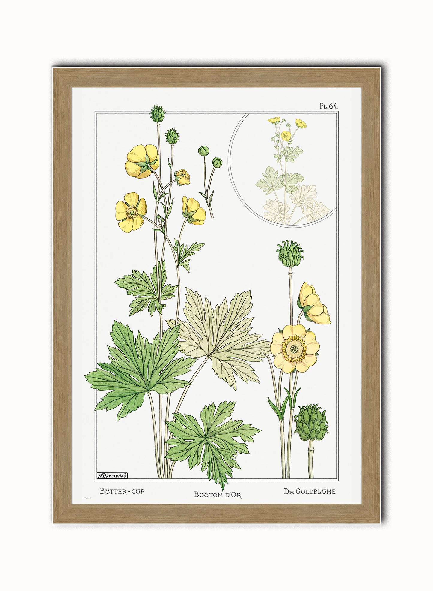 Botanical Print – Maurice Pillard Verneuil. Botanical Wall Art 50x70cm Light Wood Frame
