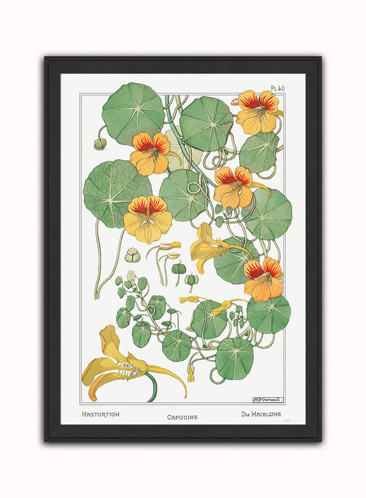 Botanical Print – Maurice Pillard Verneuil. Botanical Wall Art 50x70cm Black Frame