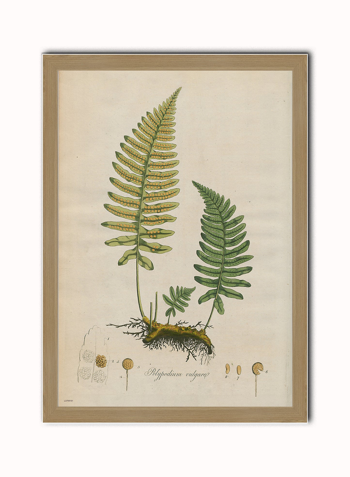 Botanical & Natural History Wall Art Set of 4 – Framed Vintage Prints 50x70cm