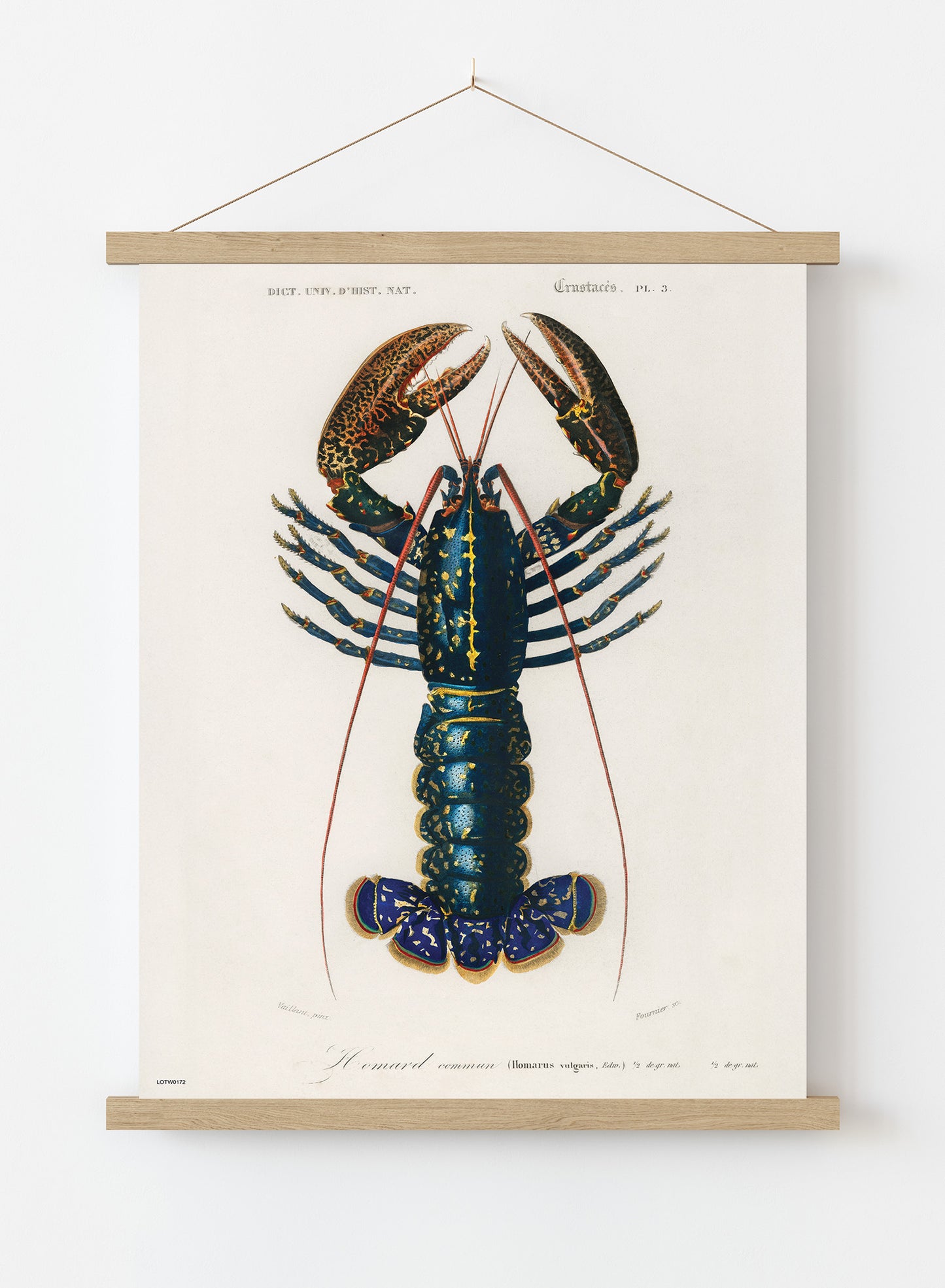 Natural History, European lobster by Charles Dessalines D'Orbigny, Vintage Animals Art Print Poster Print – Charles Dessalines D'Orbigny, Vintage Animals Art Print Poster Vintage Poster Wall Art 50x70cm Poster Hanger