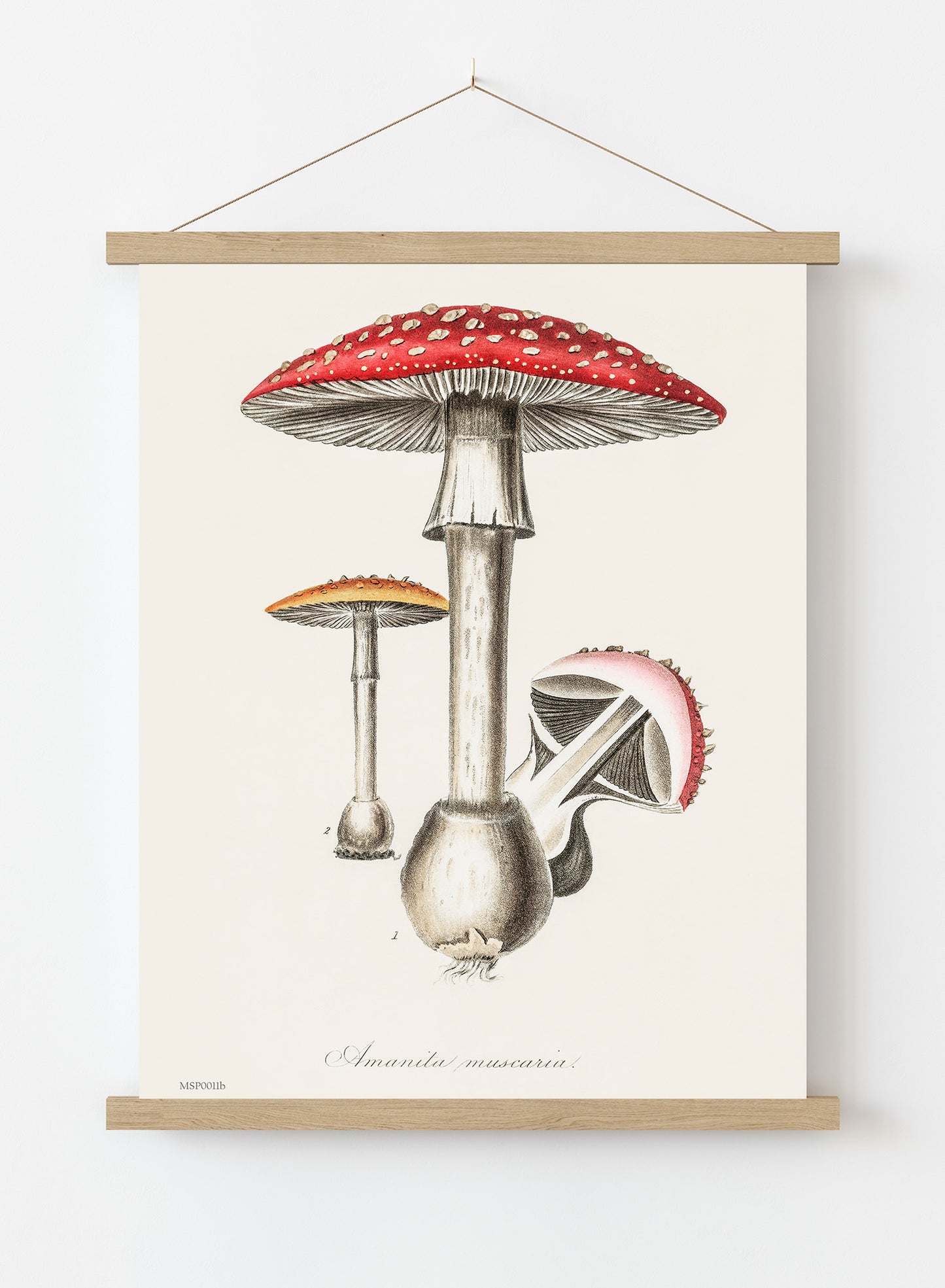 Amanita Muscaria Mushrooms Illustration Vintage Medical Botanicals Antique Art Print Botanical Wall Art Print 30x40cm Hanger