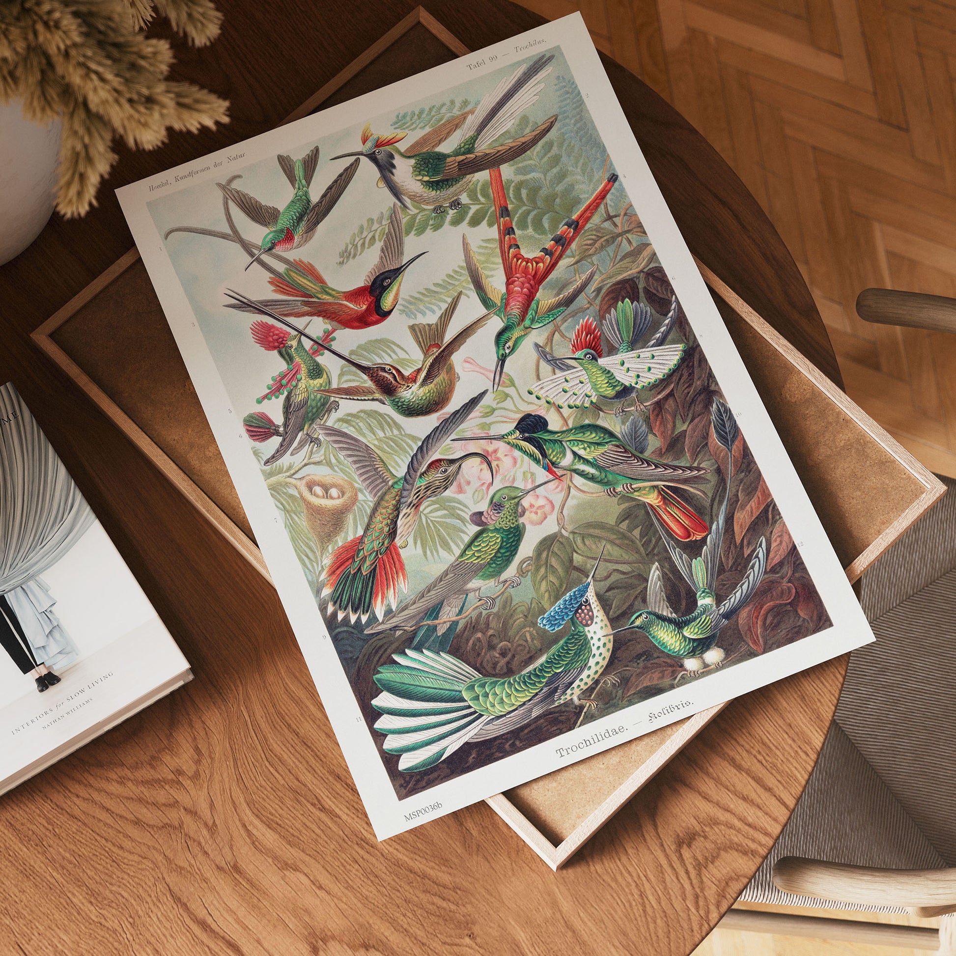 Trochilidae (hummingbirds) by Ernst Haeckel 30x40cm Art Print