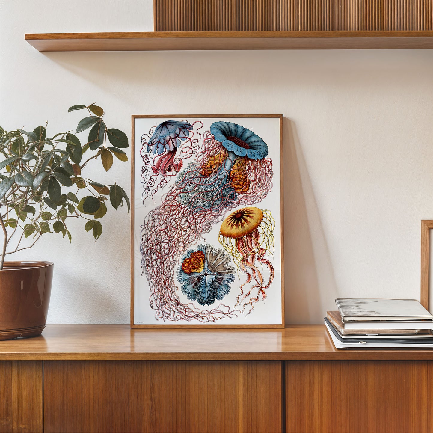 Jellyfish Natural History 30x40cm Art Poster Print