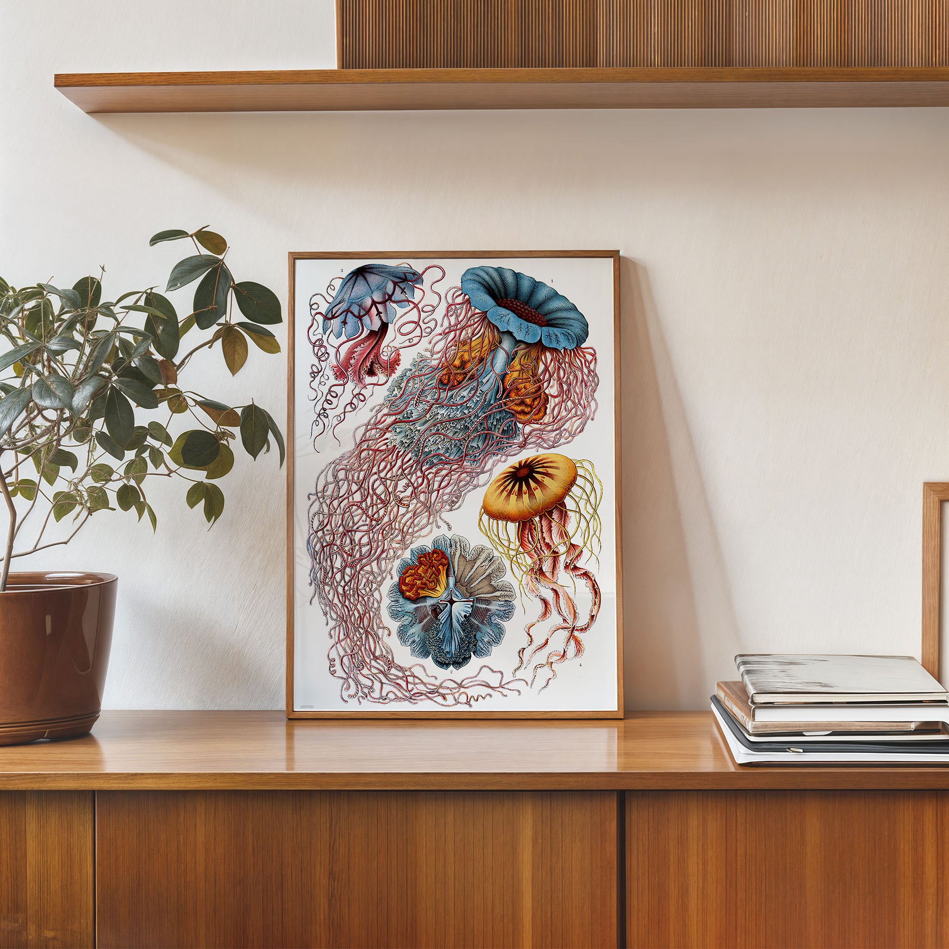 Jellyfish Natural History 30x40cm Art Poster Print