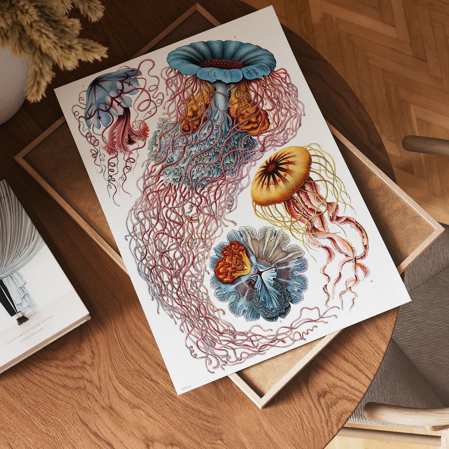 Jellyfish Natural History 30x40cm Art Poster Print