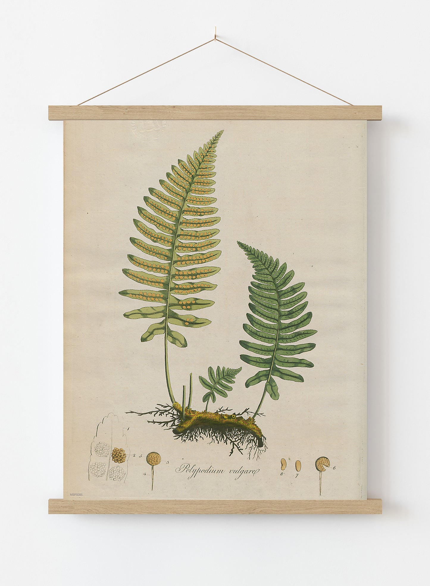 Polypodium Vulgare Fern Natural History Vintage Poster Wall Art Print 30x40cm Hanger