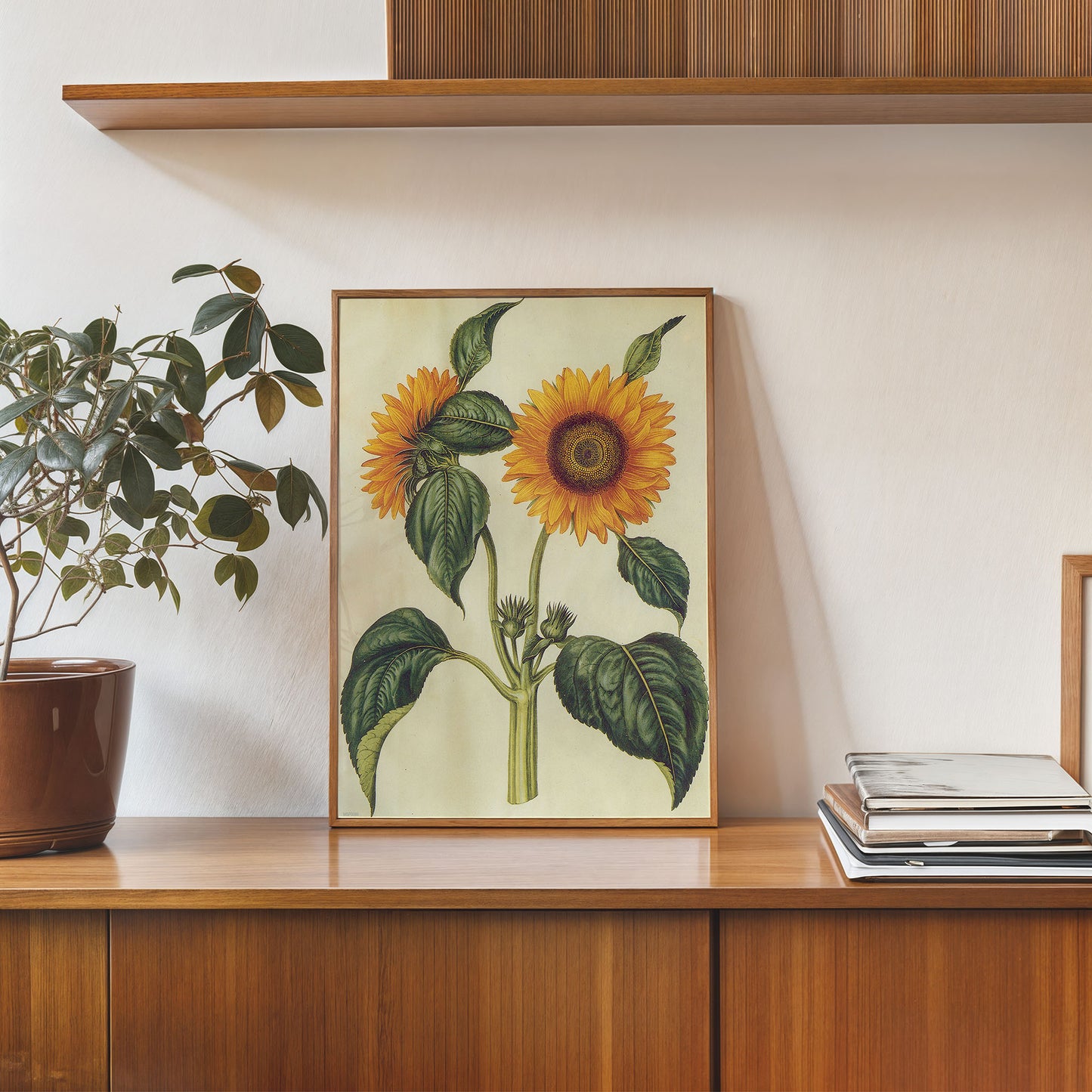 Sunflower Natural History 30x40cm Art Poster Print