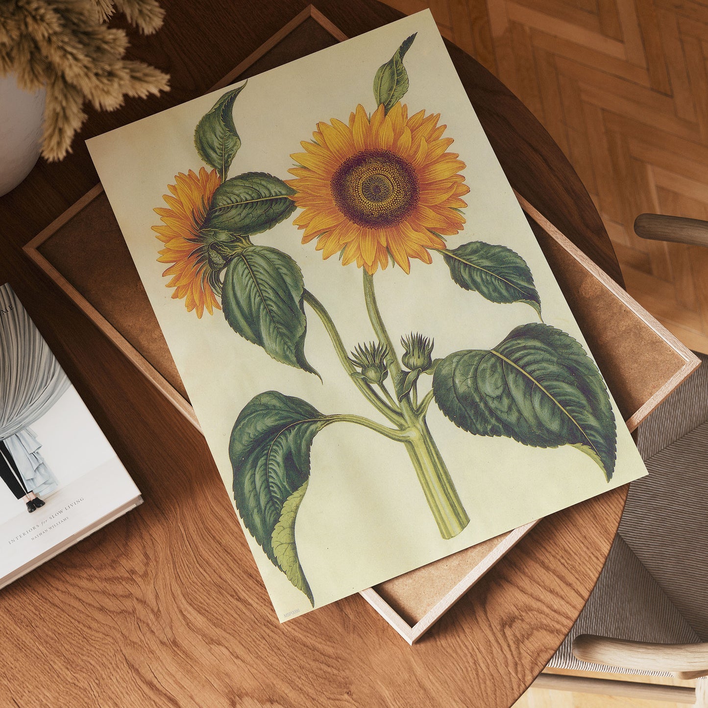 Sunflower Natural History 30x40cm Art Poster Print