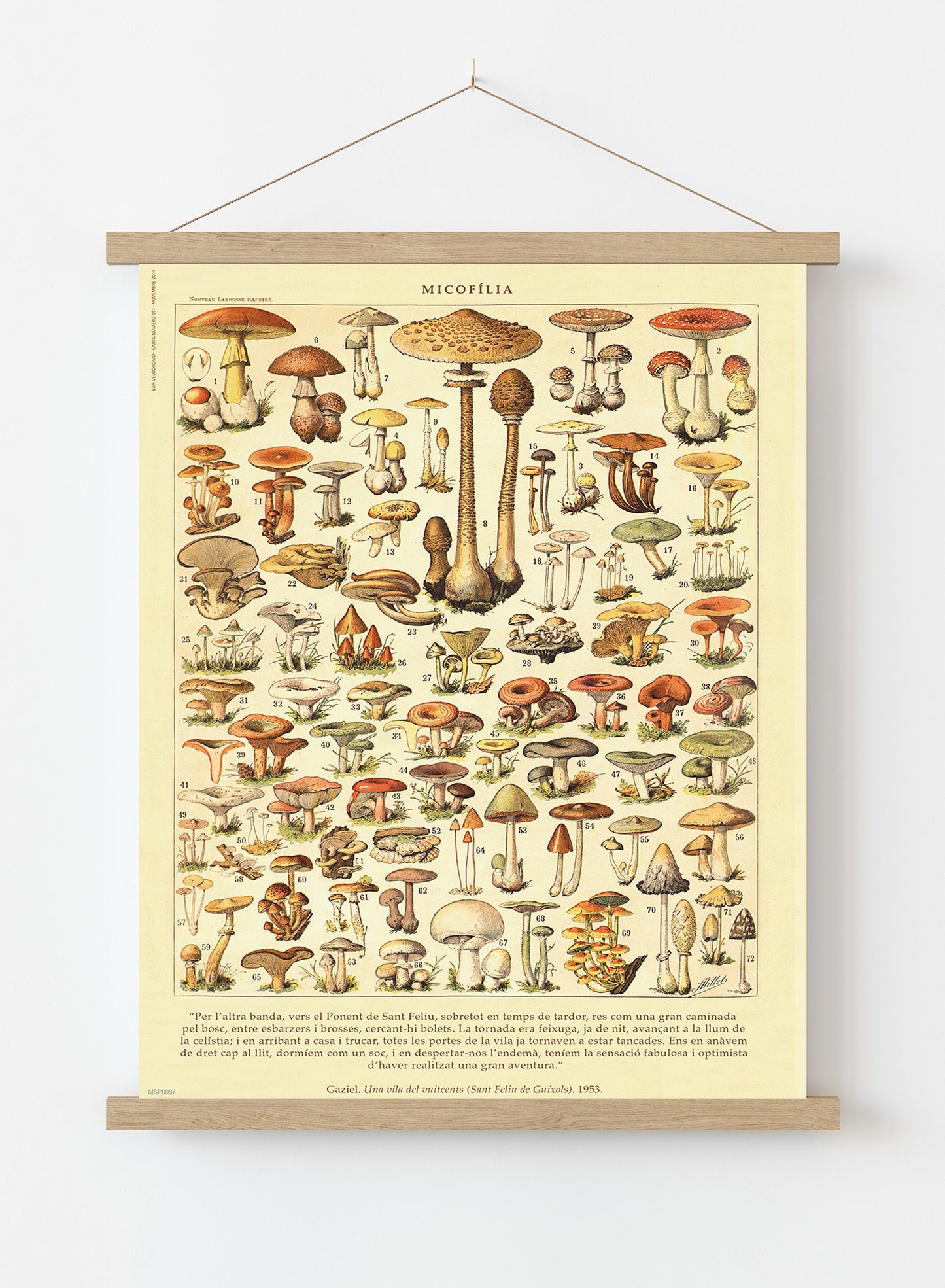 Mushrooms Natural History Vintage Poster Wall Art Print 30x40cm Hanger
