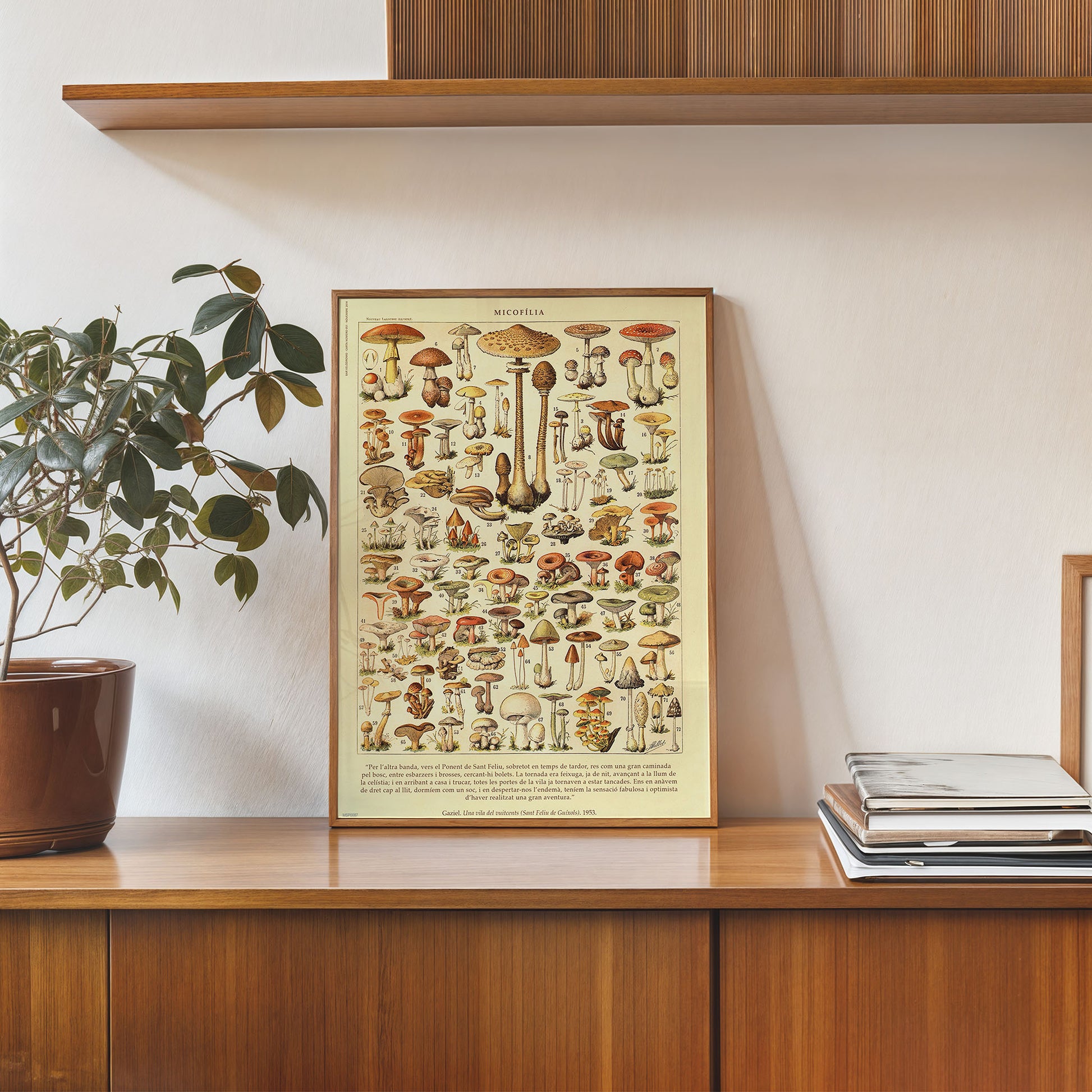 Mushrooms Natural History 30x40cm Art Poster Print