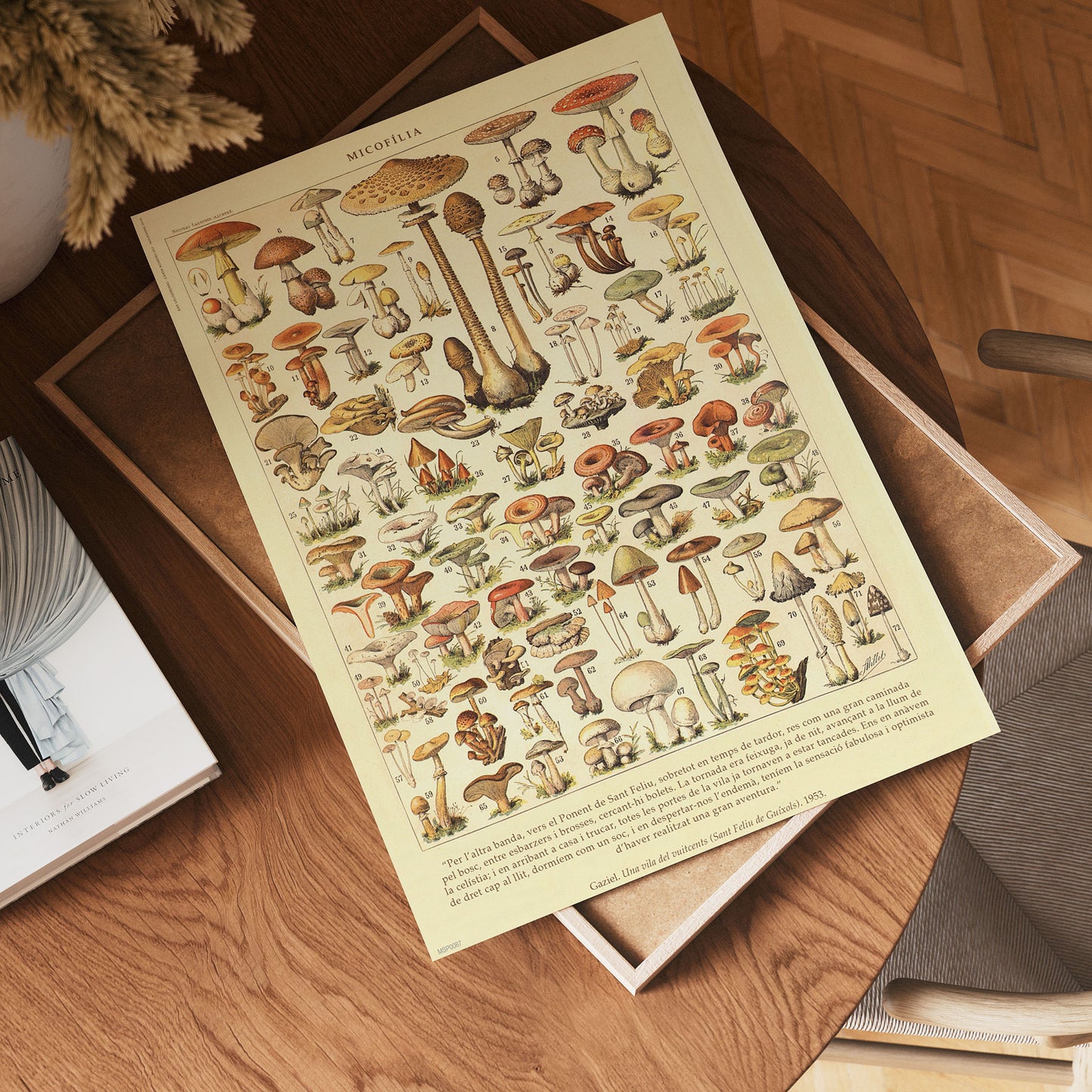 Mushrooms Natural History 30x40cm Art Poster Print