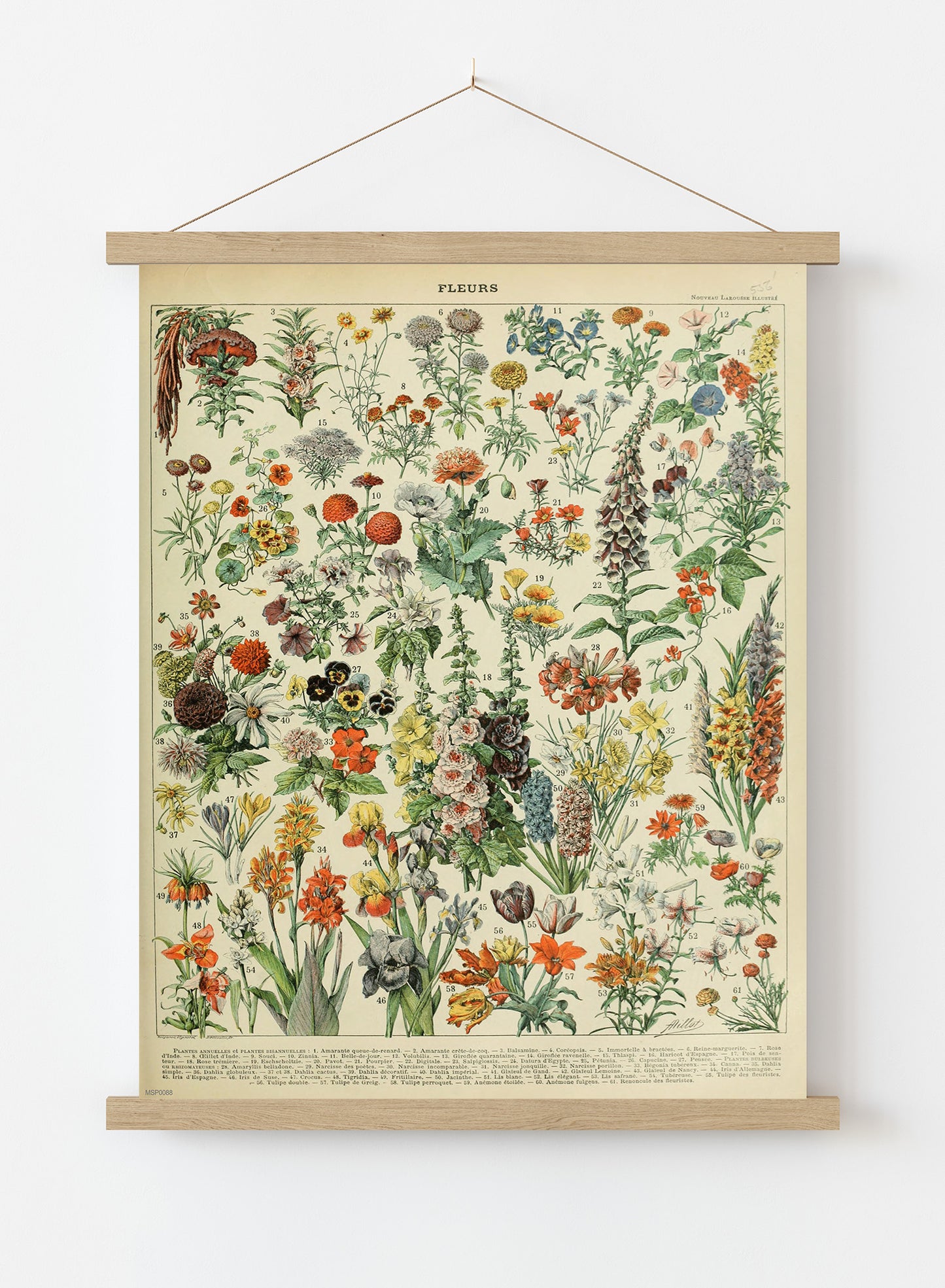 Flowers Natural History Botanical Wall Art Print 30x40cm Hanger