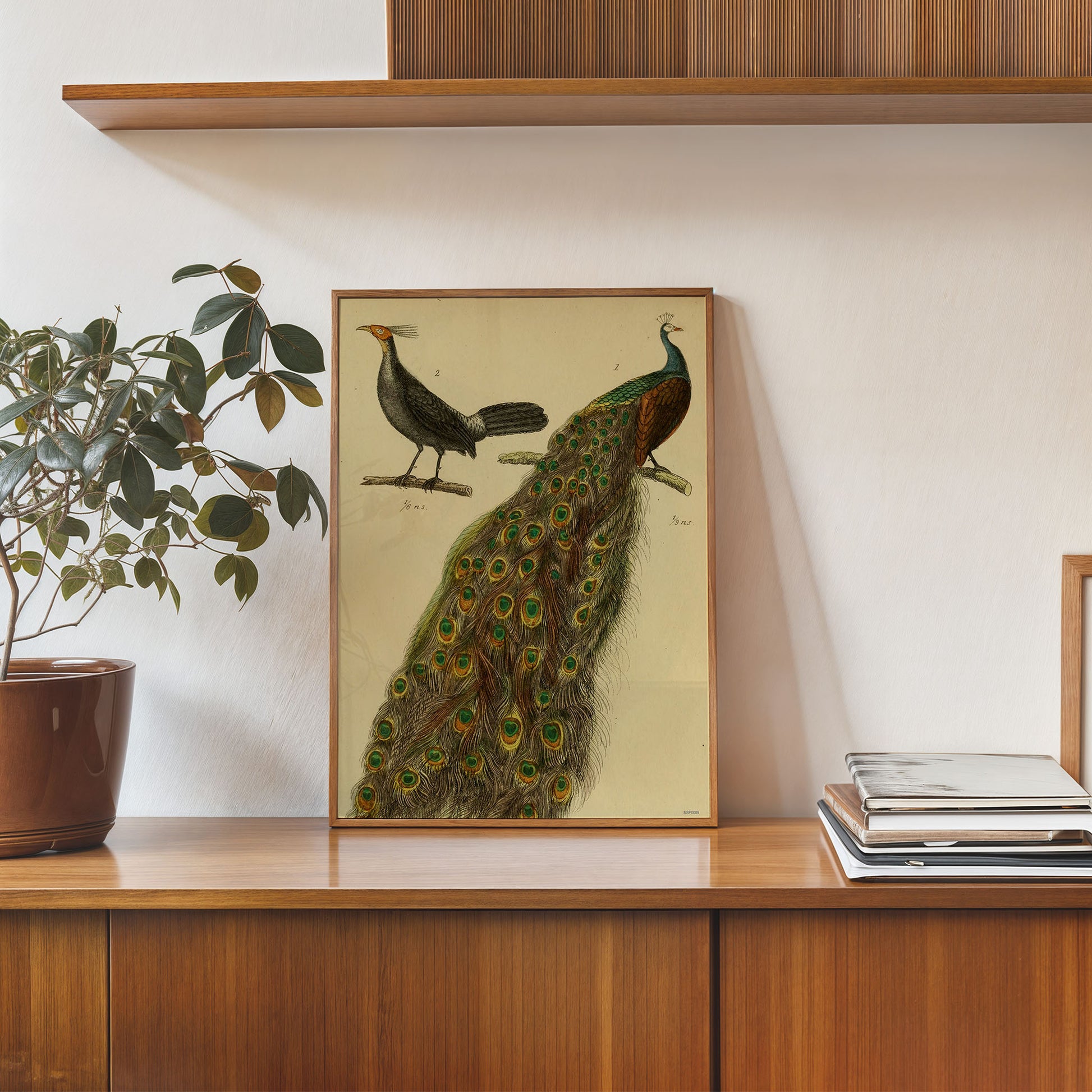 Peacocks Natural History 30x40cm Art Poster Print 30x40cm Art Poster Print