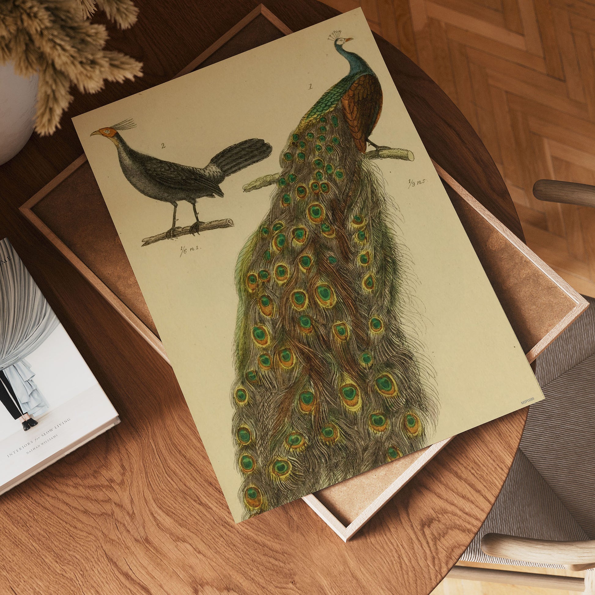 Peacocks Natural History 30x40cm Art Poster Print 30x40cm Art Poster Print