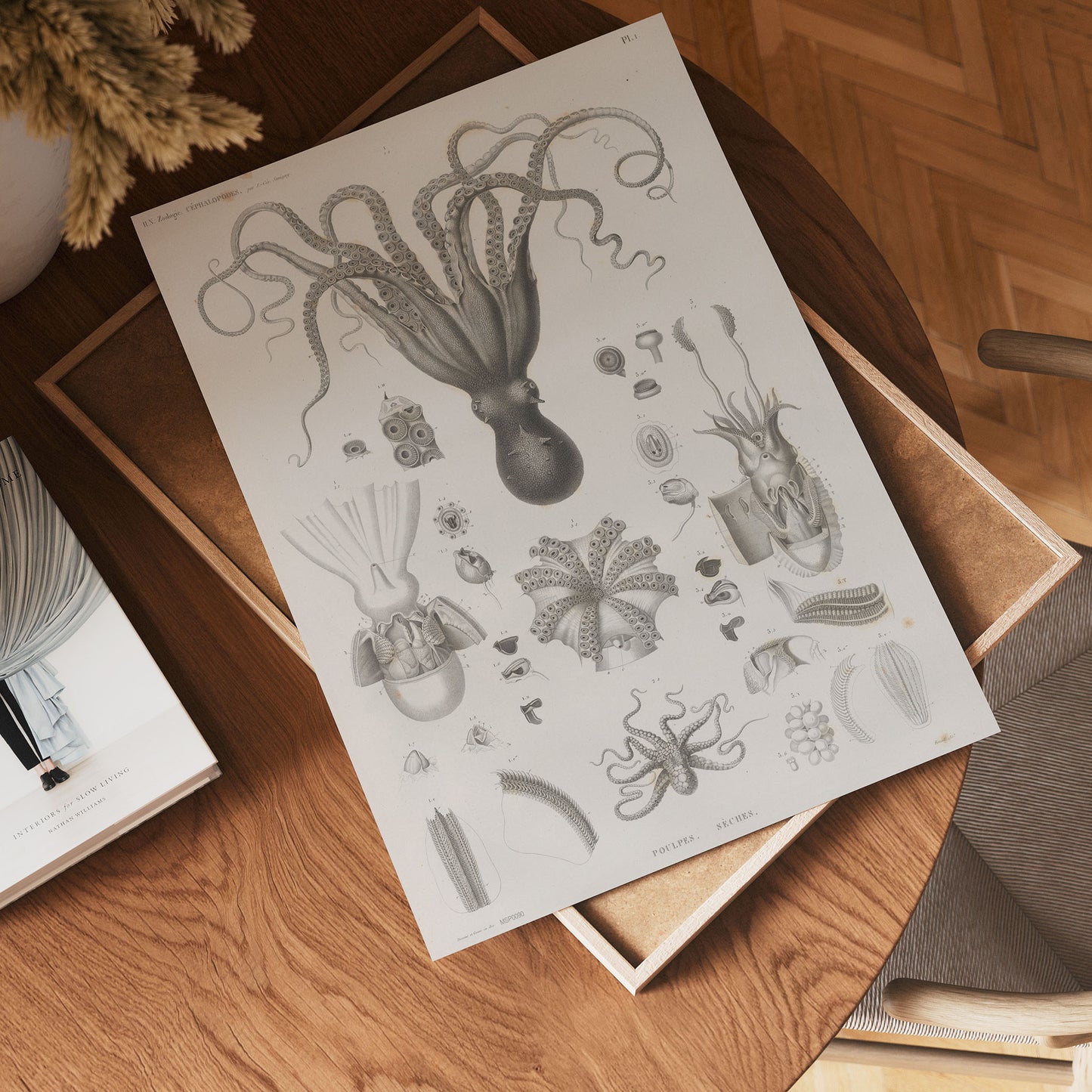 Octopus Natural History 30x40cm Art Poster Print