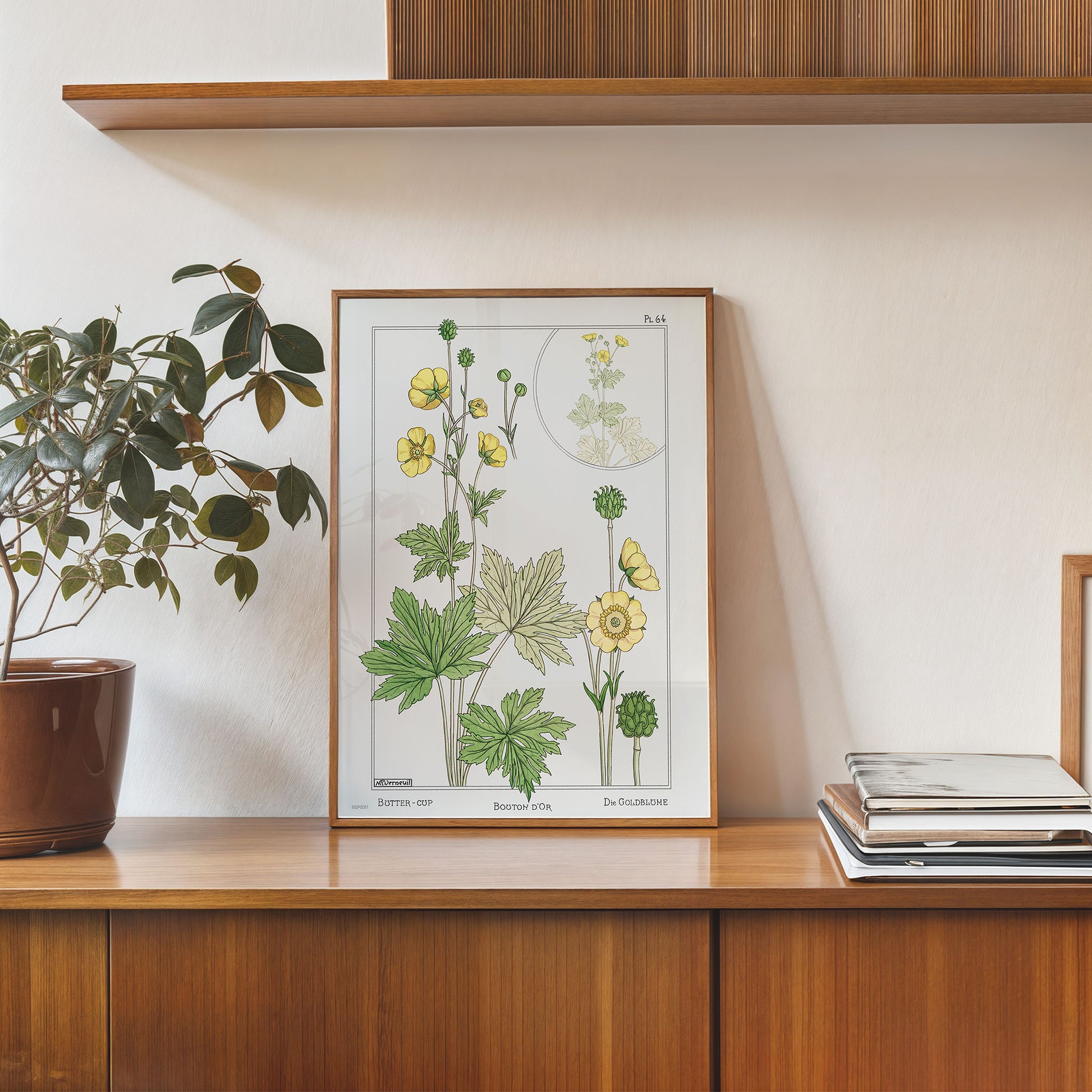 Botanical 30x40cm Art Print Buton or buttercup from La Plante et ses Applications ornementales (1896) illustrated by Maurice Pillard Verneuil.