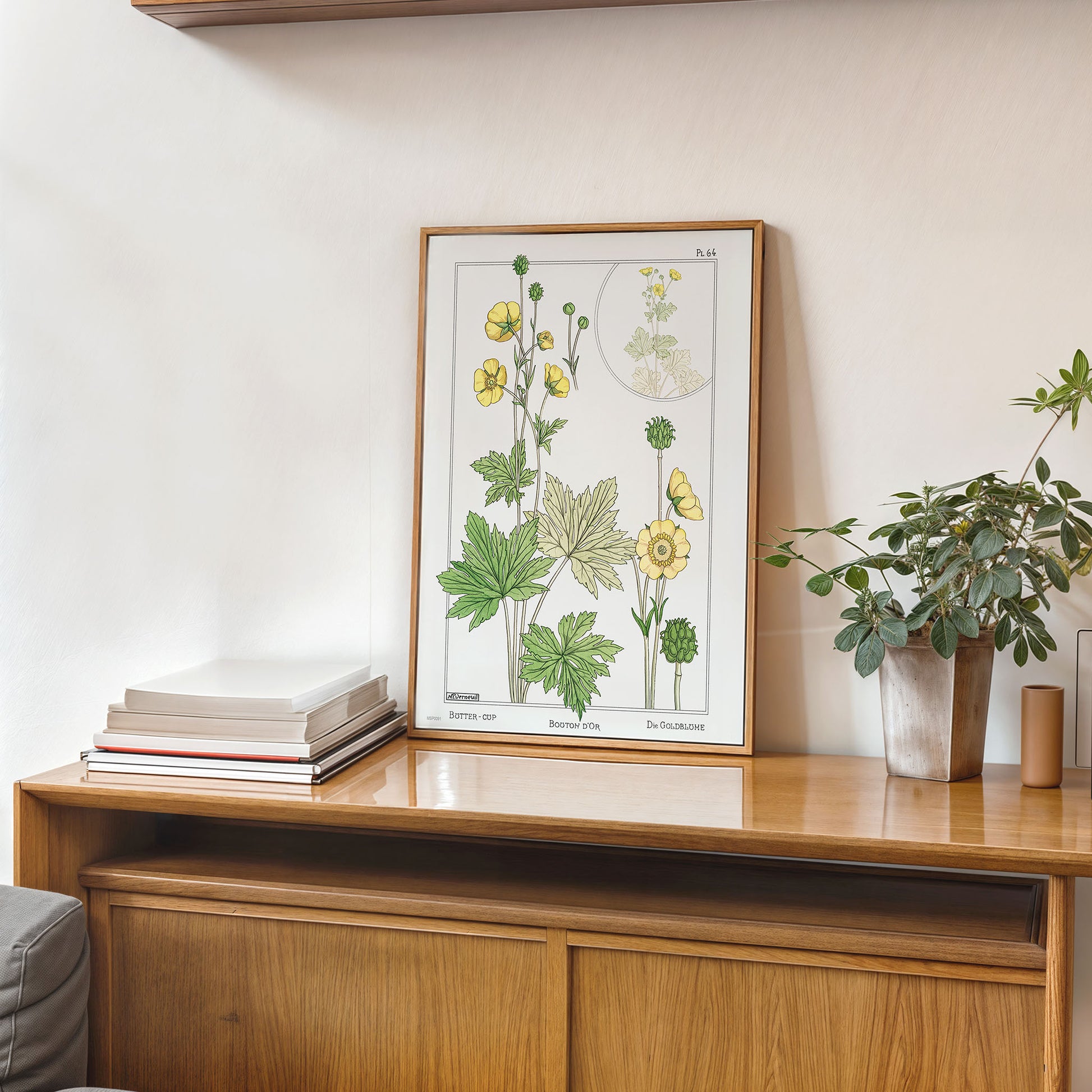 Botanical 30x40cm Art Print Buton or buttercup from La Plante et ses Applications ornementales (1896) illustrated by Maurice Pillard Verneuil.