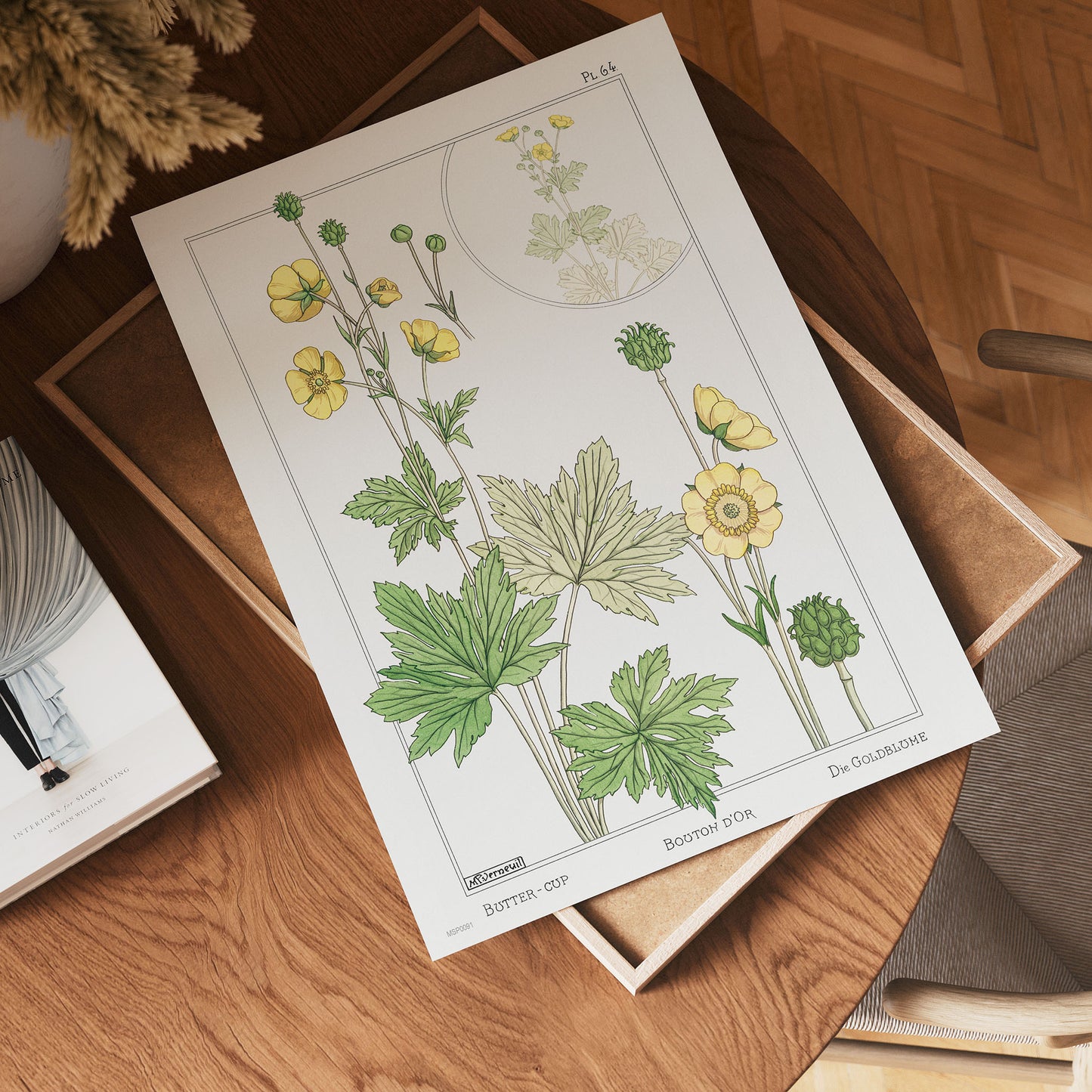 Botanical 30x40cm Art Print Buton or buttercup from La Plante et ses Applications ornementales (1896) illustrated by Maurice Pillard Verneuil.