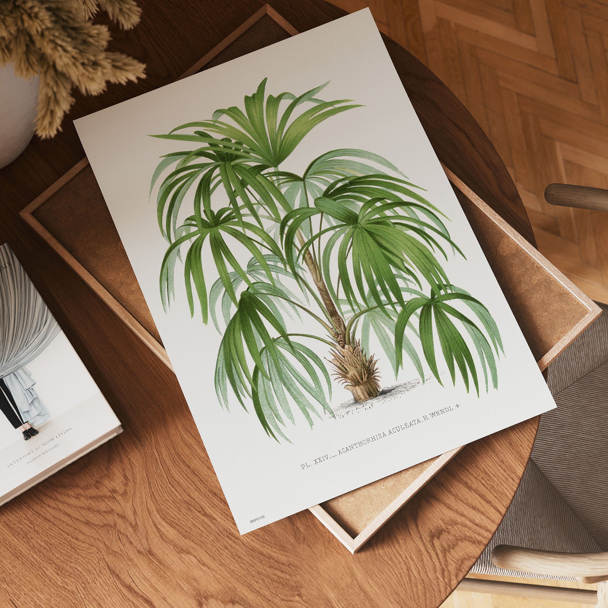 Vintage palm tree illustration Les Palmiers Histoire Iconographique Cocos Weddeliana (1878), illustrated by Oswald de Kerchove de Denterghem 30x40cm Art Print
