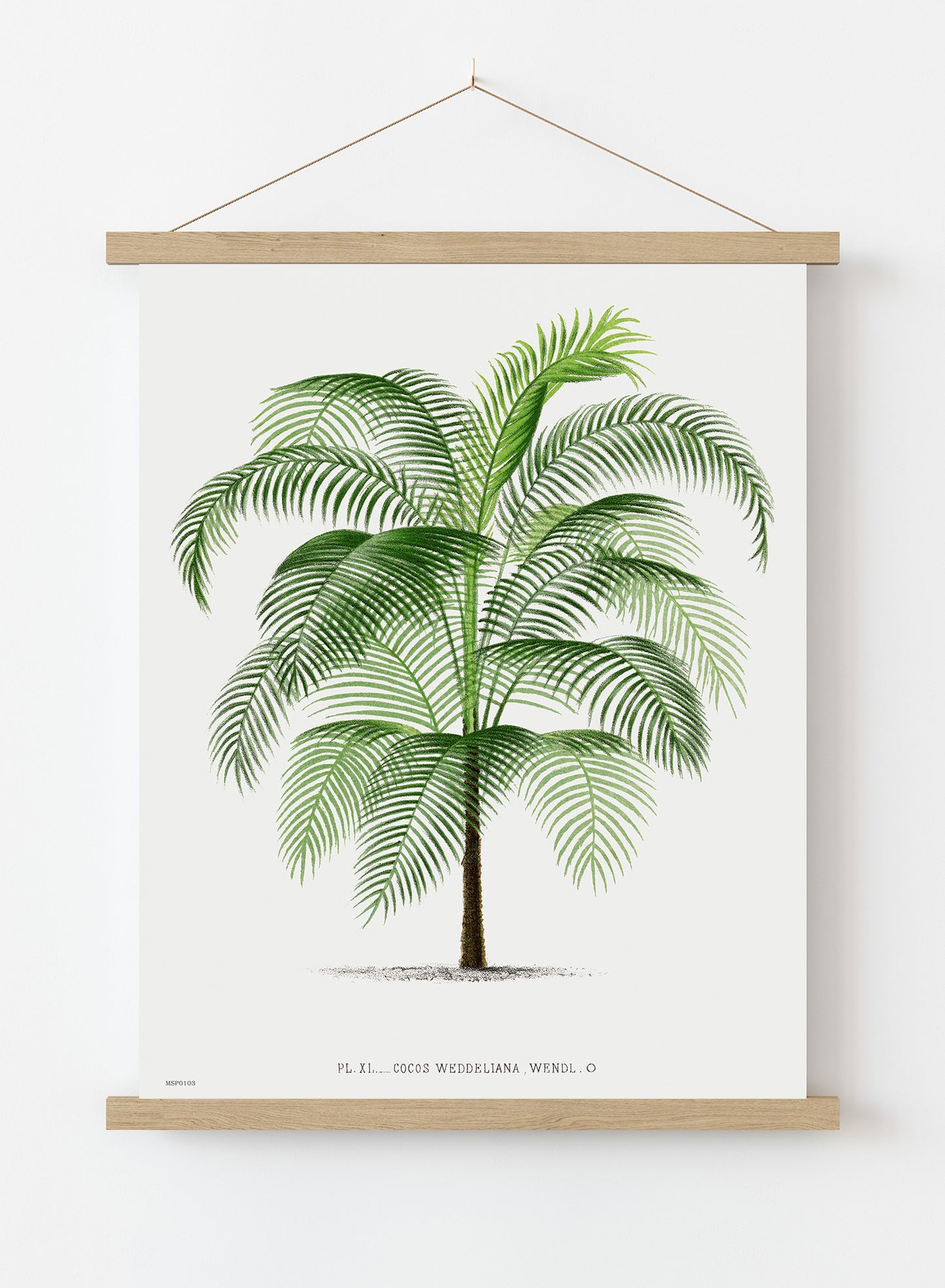 Vintage palm tree illustration Les Palmiers Histoire Iconographique Acanthor Aculeata (1878), illustrated by Oswald de Kerchove de Denterghem Print – Oswald de Kerchove de Denterghem Vintage Art Wall Art 30x40cm Hanger