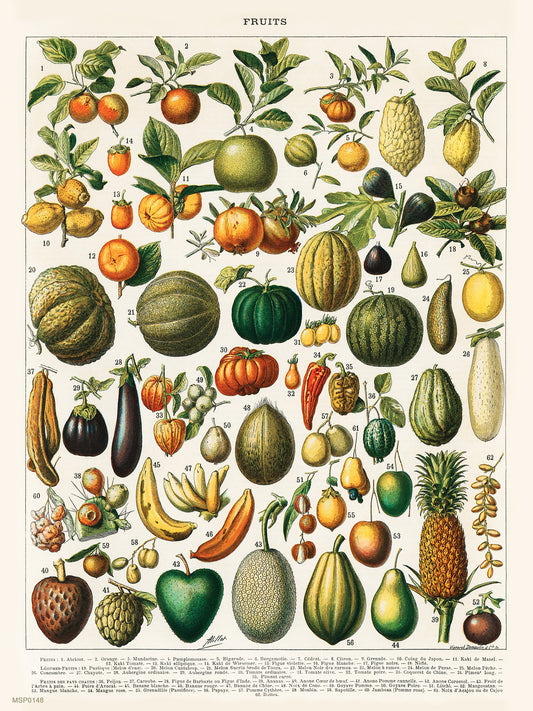 Illustration of Fruit is a drawing by Adolphe Philippe Millot 30x40cm Art print