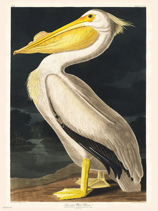 American White Pelican Bird John James Audubon Wall 30x40cm Art Print