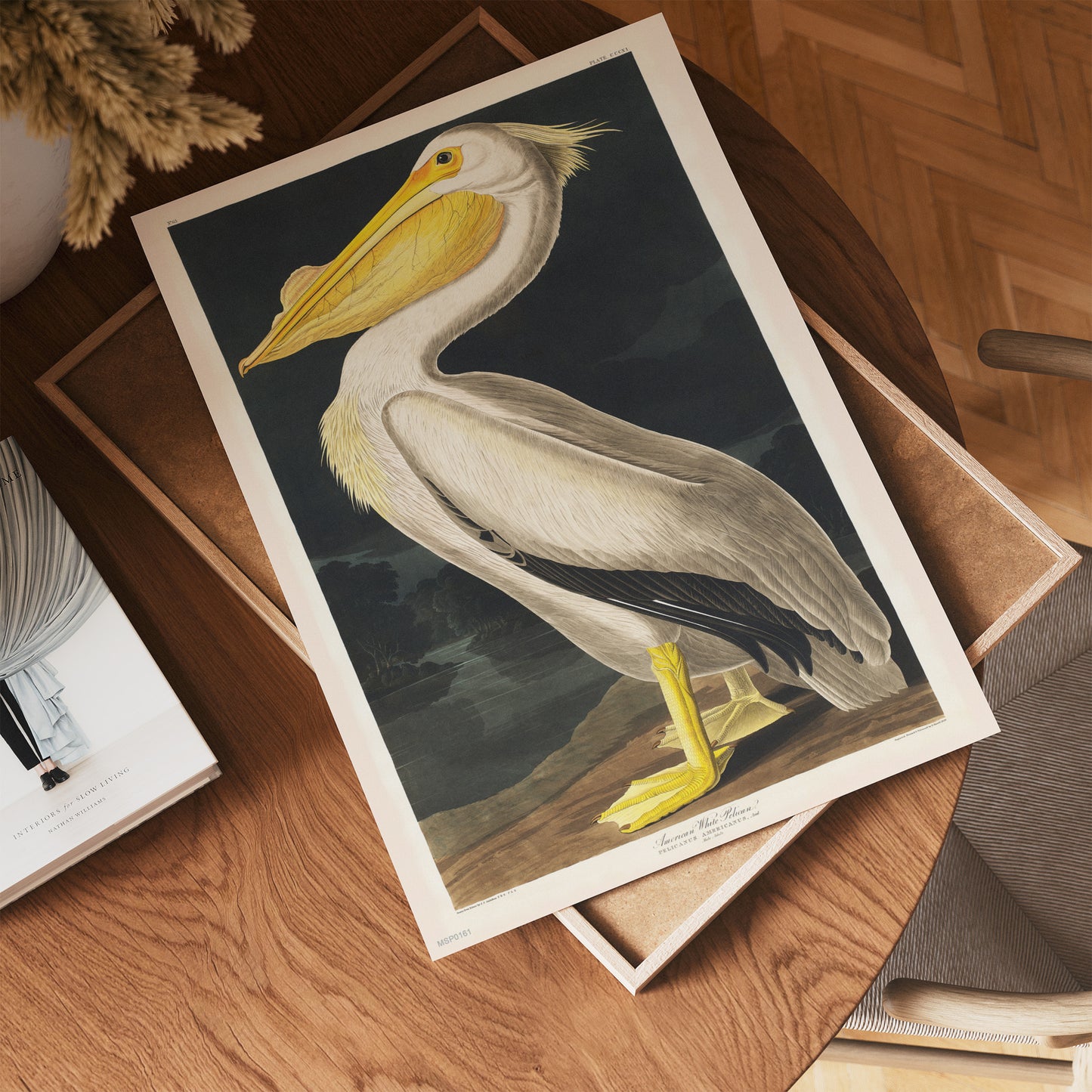 American White Pelican Bird John James Audubon Wall 30x40cm Art Print