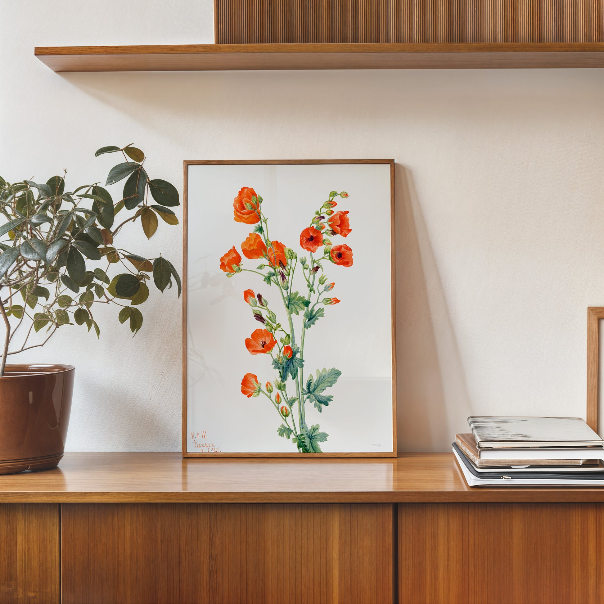 Botanical 30x40cm Art Print Scarlet Globe Mallow (Sphaeralcea grossulariaefolia) (1927) by Mary Vaux Walcott.